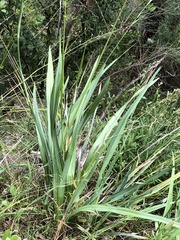Dianella longifolia