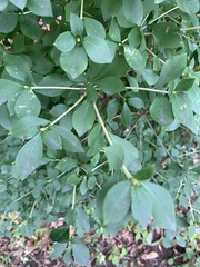 Euonymus