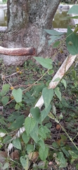 Paederia foetida