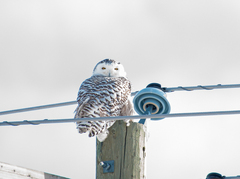 Bubo scandiacus