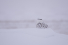Bubo scandiacus