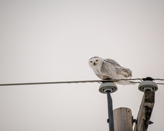Bubo scandiacus