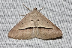 Isturgia penthearia