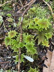 Hypnodendron