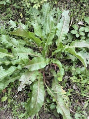 Rumex
