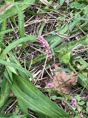 Persicaria longiseta