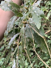 Machilus