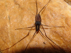 Ischyropsalis strandi