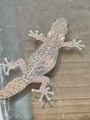 Afrogecko porphyreus