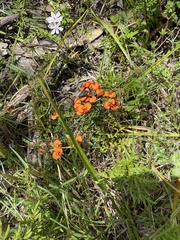 Pollanisus viridipulverulenta
