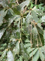 Machilus