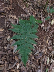 Athyrium arisanense
