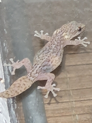 Afrogecko porphyreus