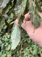 Machilus