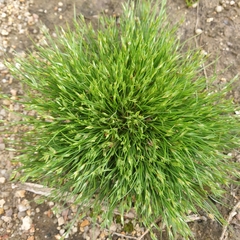 Isolepis levynsiana