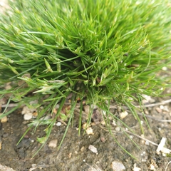Isolepis levynsiana