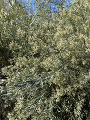 Baccharis salicina