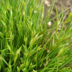 Isolepis levynsiana