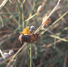 Copestylum apiciferum