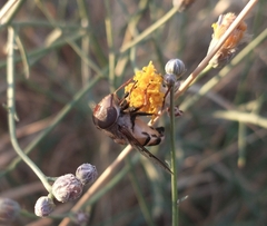 Copestylum apiciferum