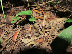 Anolis tropidonotus