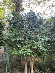 Camellia japonica
