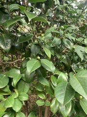 Camellia japonica