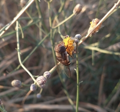 Copestylum apiciferum