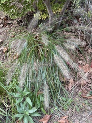 Cenchrus alopecuroides