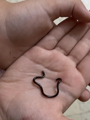 Indotyphlops braminus