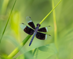 Neurothemis tullia