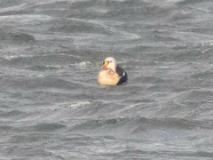 Somateria spectabilis