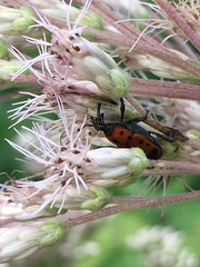 Rhodobaenus