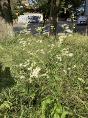 Erigeron annuus