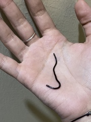 Indotyphlops braminus