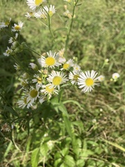 Erigeron annuus
