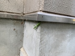 Hierodula patellifera patellifera