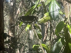 Euploea core corinna