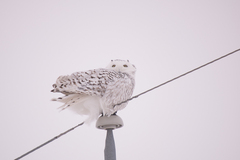 Bubo scandiacus