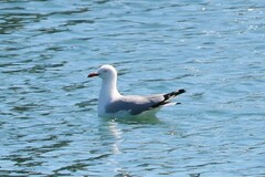 Chroicocephalus novaehollandiae novaehollandiae