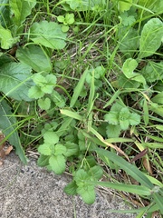 Veronica persica