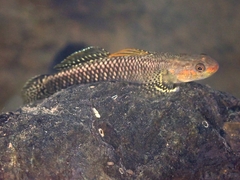 Palauan Riffle Goby photo 3