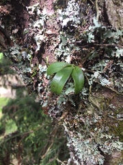 Drymoanthus adversus