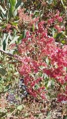 Rumex usambarensis