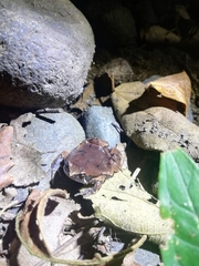 Hypopachus variolosus