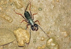 Thelyphonus