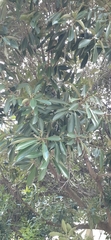 Lithocarpus edulis
