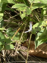 Pseudozizeeria maha