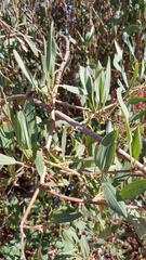Rumex usambarensis