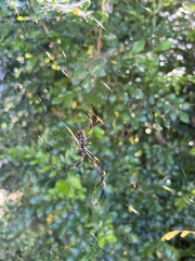 Trichonephila plumipes